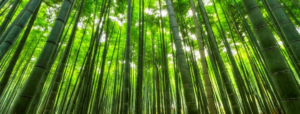 Gafas Bamboo, obtenidas de plantaciones sostenibles