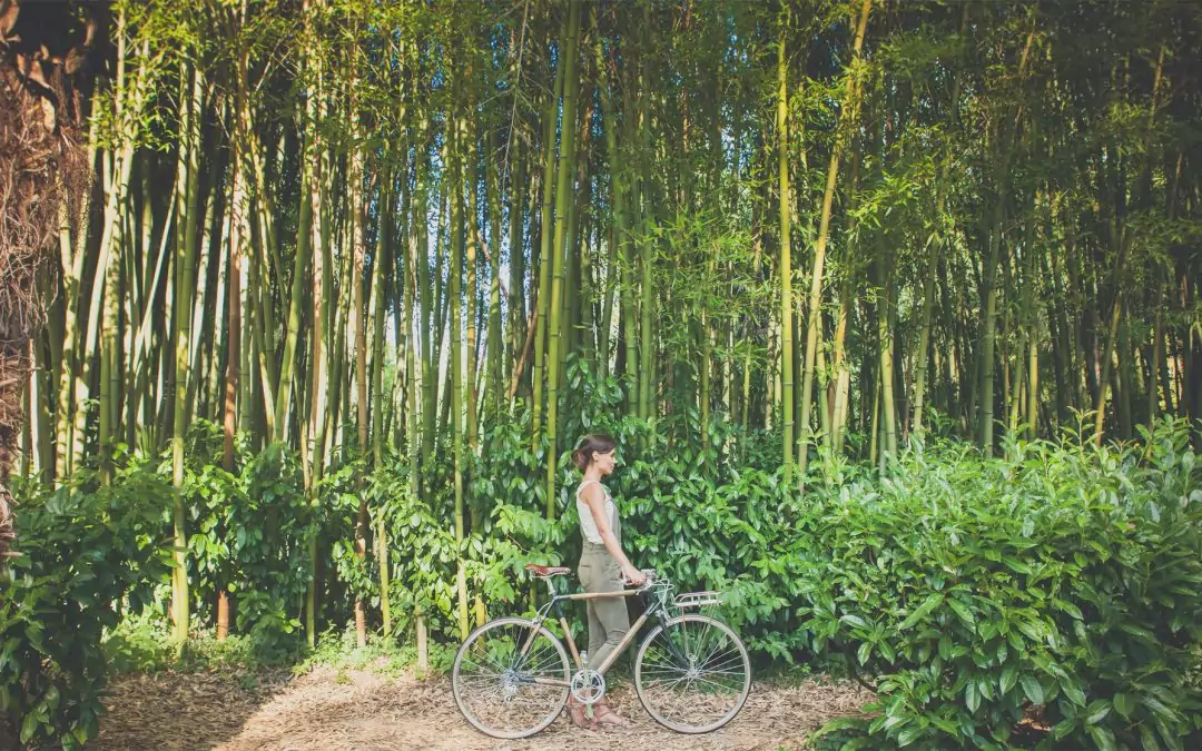 Bambookoa: Bicicletas Artesanales de Bambú